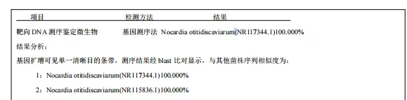 Targeted DNA sequencing identification report confirming Nocardia otitidiscaviarum with 100% sequence similarity